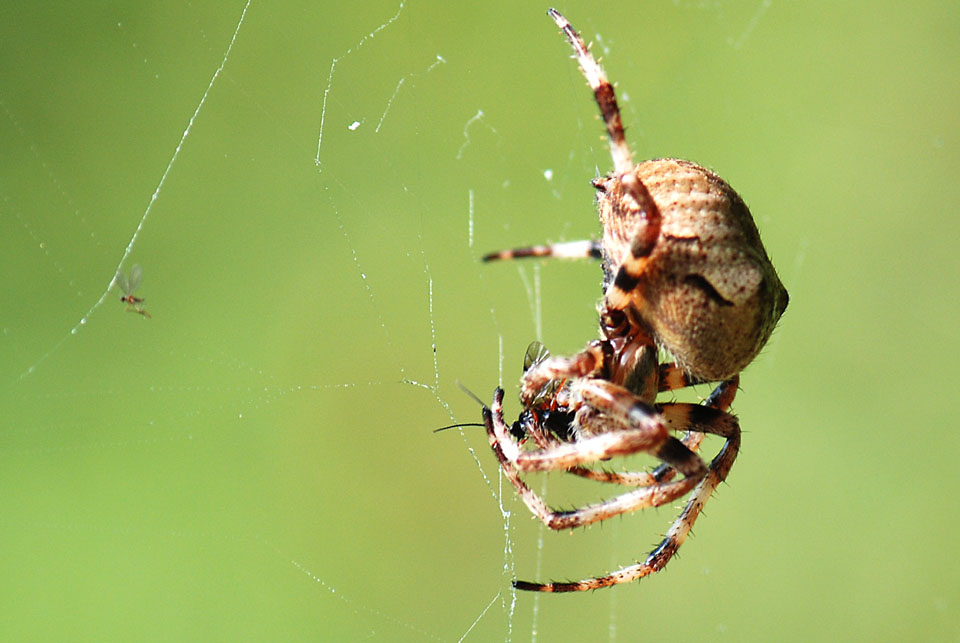 Araneus angulatus